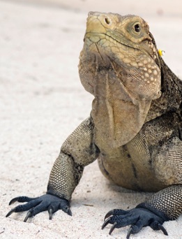 Iguana